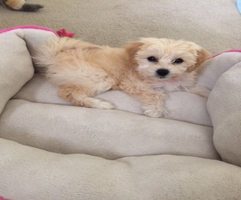 Featured Maltipoo Puppy