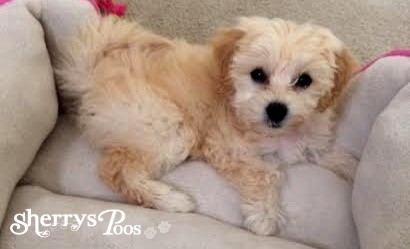 Featured Maltipoo Puppy