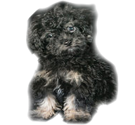 maltipoo puppy